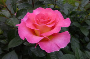 Rose Pink Paradise