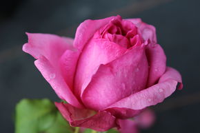 Rose 'Pompadour'