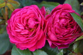 Rose Sense of Love 'Pure Aroma'