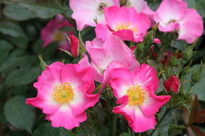 Rose Roseasy Athos 