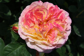 Rose Rosomane Janon ®