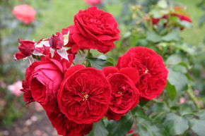 Rose Rotkppchen