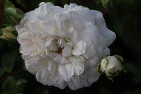 Rose 'Sander's White Rambler'®