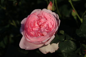 Rose 'Scepter'd Isle' 
