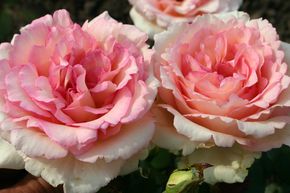 Rose Souvenir de Baden-Baden