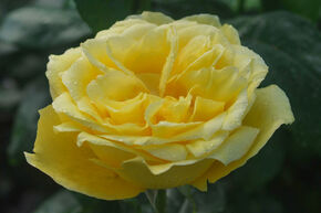 Rose Souvenir de Marcel Proust
