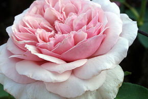 Set mit 4 rosafarbenen, klassischen und duftenden Rosen