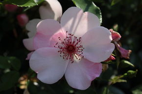 Rose 'Sweet Pretty'