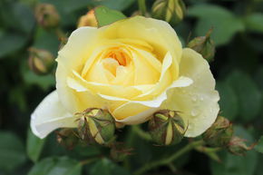 Rose The Pilgrim