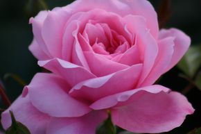 Rose 'Queen Elizabeth'®