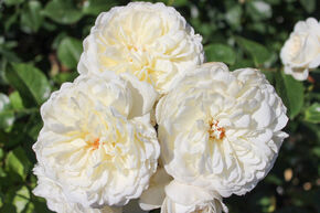 Rose 'Tranquility'