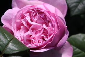 Rose Sense of Love 'Unique Aroma'