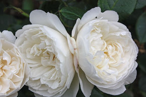 Rose 'William and Catherine' ®