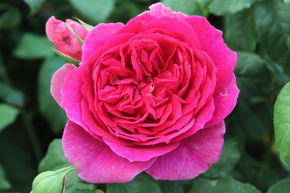 Rose 'Young Lycidas'