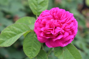 Rose 'Rose de Resht'