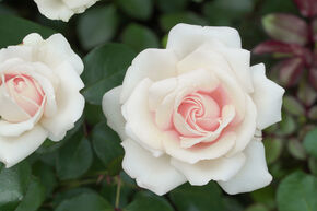 Rosa Elvis