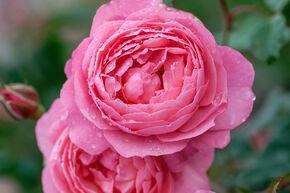Rose Raymond Blanc