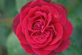 Rosa Ruby Kiss
