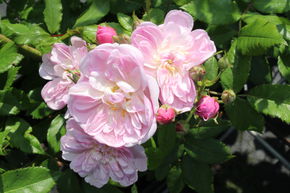 Rose Roseasy Pompadour
