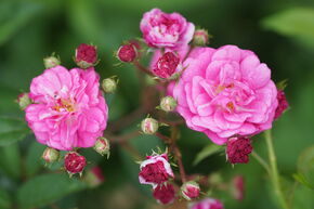 Roseasy Fontana Jet d'eau