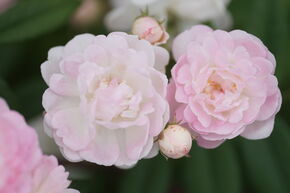 Rose Roseasy Kletterrslein Herzlich