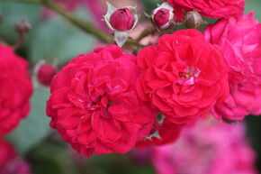 Rose Kletterrslein Roseasy Just 