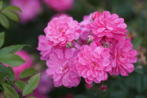 Rose Roseasy Kletterrslein Willkommen