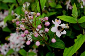 Rosendeutzie 'Mont Rose'