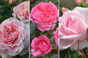 Rosenbeet 'Duft und Nostalgie'