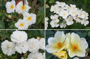 Rosenbeet 'Einfach unwiderstehlich'