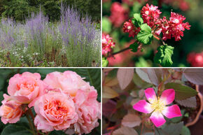 Rosenbeet 'Fruchtfarbiges Edelrosen-Beet'