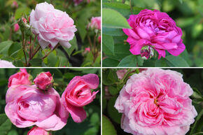 Rosenbeet 'Duftende Zeitreise'