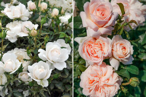 Rosenbeet 'Kleines Rosenbeet'