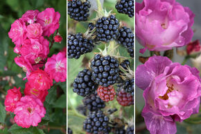 Rosenbeet 'Kstlicher Rosenbogen'