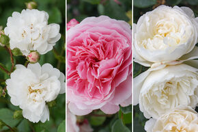 Rosenbeet 'Romantisches Duftrosenbeet'