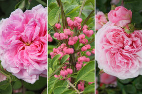 Rosenbeet 'Schattiges Duftrosenbeet'