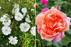 Rosenbeet 'Sonniges Duftrosenbeet'