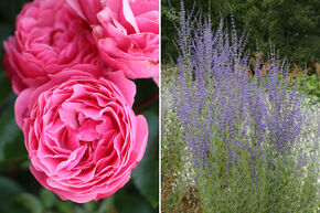 Rosenbeet 'Wie Himbeer und Blaubeer'