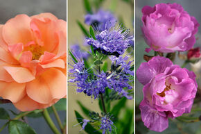 Rosenbeet 'Wie Feuer und Fliederbeere'