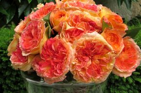 Rose 'Henri Delbard' 