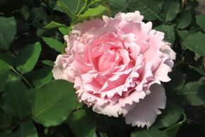 Buschrose Sophie Rochas 