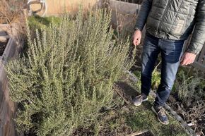 Rosmarinus officinalis 'Arp'