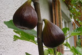 Feigenbaum Rosso di Trani