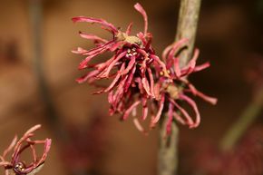 Rotblhende Zaubernuss 'Diane'