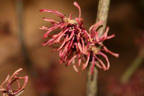 Rotblhende Zaubernuss 'Diane'