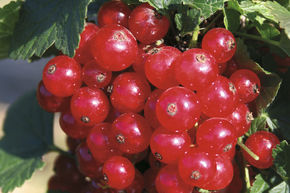 Rote Johannisbeere Ribest Lisette