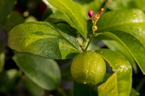 Rote Rangpur-Limette