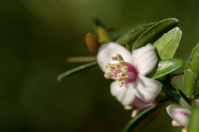 Rotfleischige Australische Fingerlimette