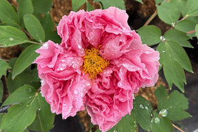 Paeonia x suffruticosa 'Rou Fu Rong'