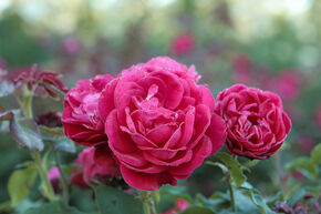 Rose 'Rouge Meilove'